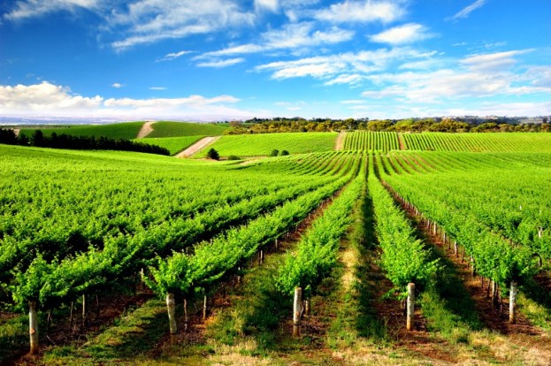 Barossa Valley, South Australia 