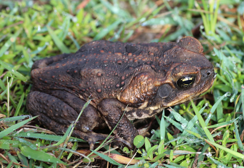 The Cruisin’ Ultimate Travel Reporter Experience Part 3 The Cruisin’ Ultimate Travel Reporter Experience Part 3 - Cruisin Motorhome Rentals Australia