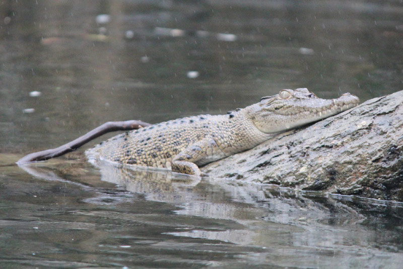 The Cruisin’ Ultimate Travel Reporter Experience Part 2 The Cruisin’ Ultimate Travel Reporter Experience Part 2 - Cruisin Motorhome Rentals Australia