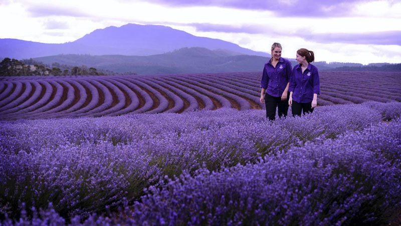 Tasmanian 10 Day Summer Escape Itinerary Tasmanian 10 Day Summer Escape Itinerary - Cruisin Motorhome Rentals Australia