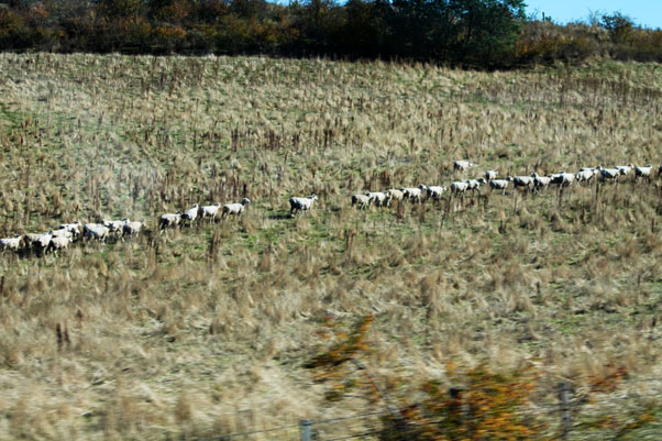 Cruisin’ Ultimate Romantic Escape By Chris Patch En Route to Strahan, Tasmania’s West Coast
