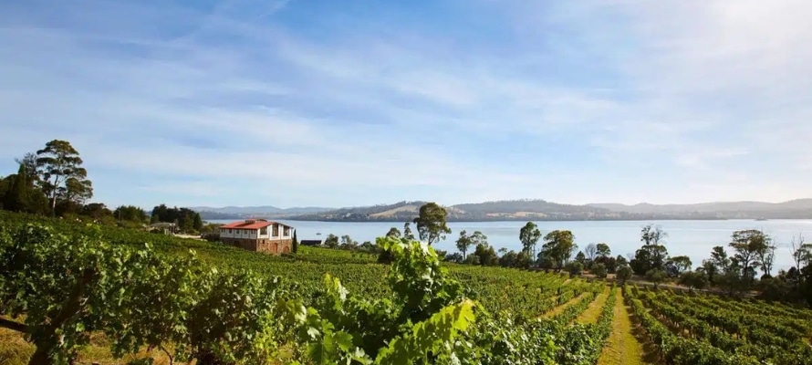 Marions Vineyard