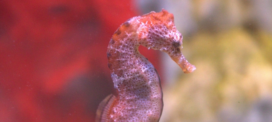 Seahorse World
