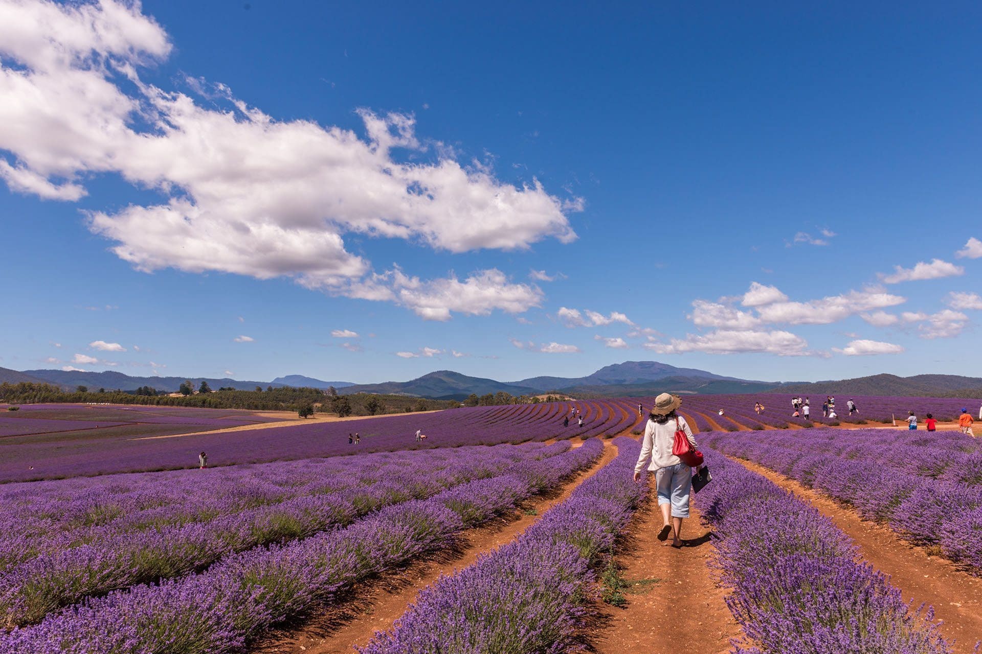 bridestowe-lavender