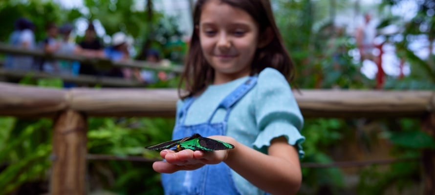Australian Butterfly Sanctuary