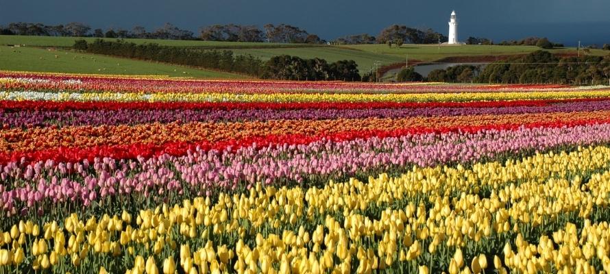 Wynard Tulip Festival