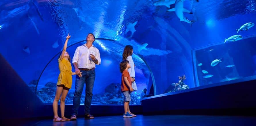 Seeing Marine Life Up Close At The Cairns Aquarium (Cairns)