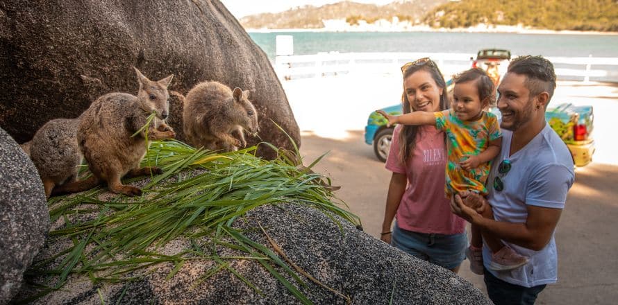 Plan A Family-Friendly Outing To Fitzroy Island Or Green Island