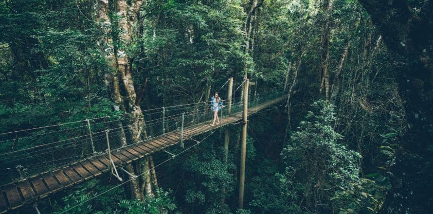 Lamington National Park