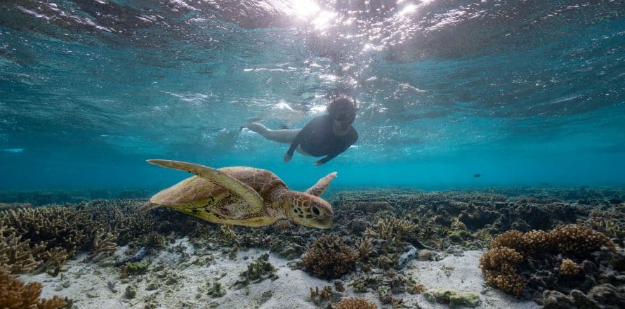 Lady Elliot Island