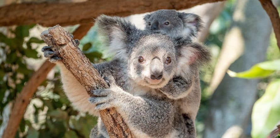 Lone Pine Koala Sanctuary