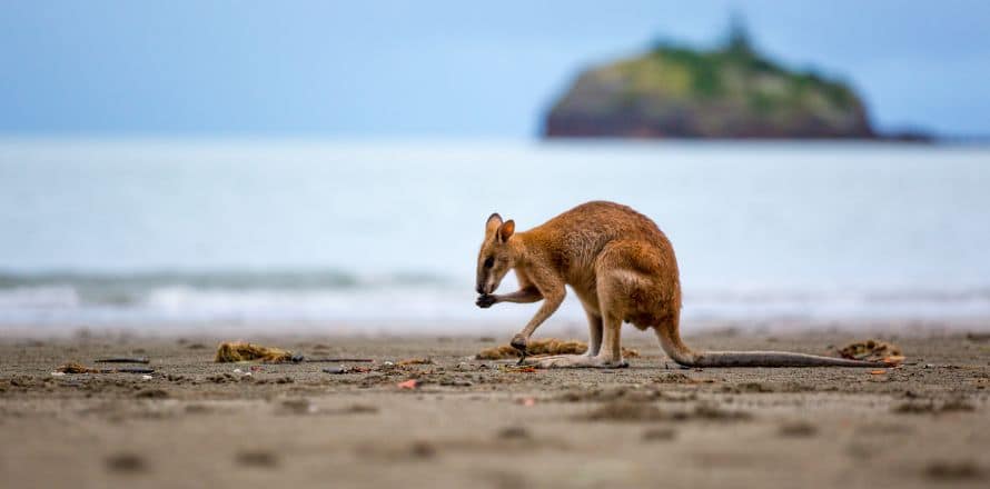 An Unforgettable Native Animal Encounter