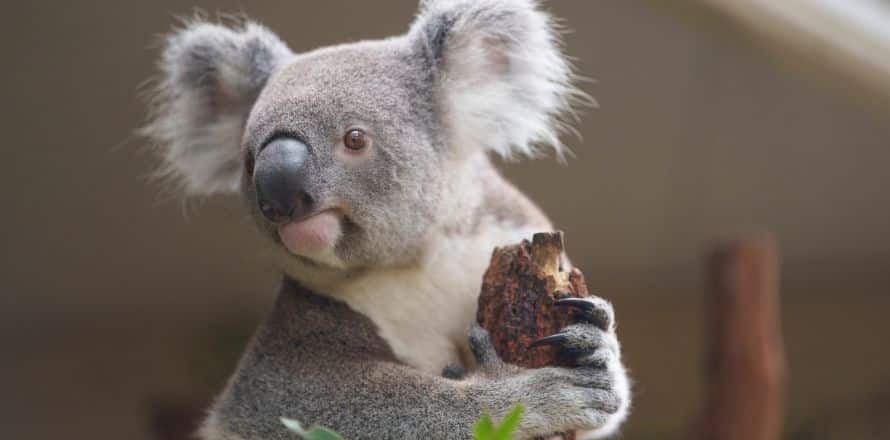 Koalas Eucalyptus Enthusiasts