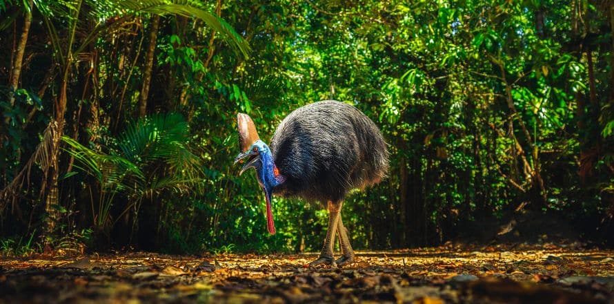 Cassowaries and Rainforest Birds Tropical Treasures