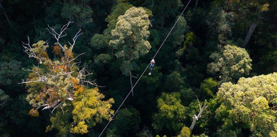 Zip Lining