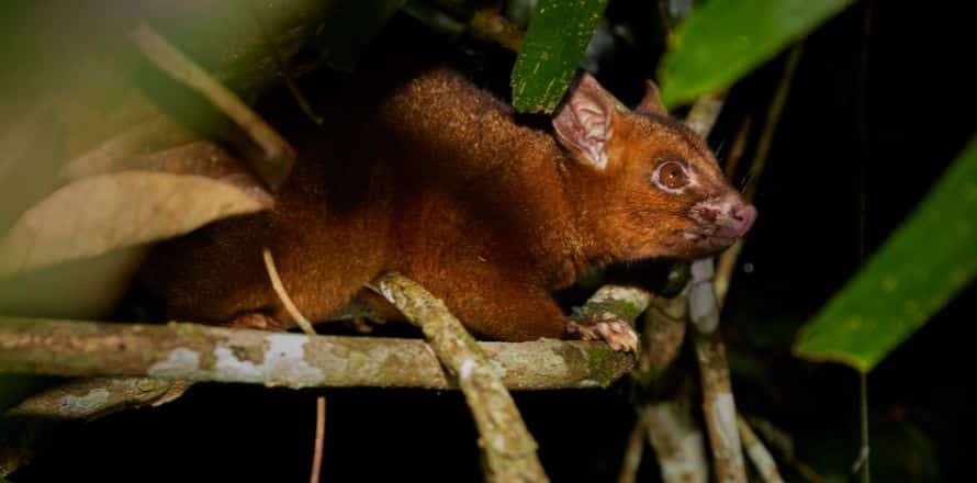 Brushtail Possums and Sugar Gliders Nocturnal Enigmas