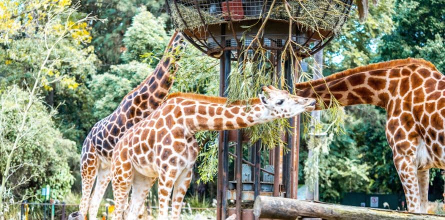 Melbourne Zoo