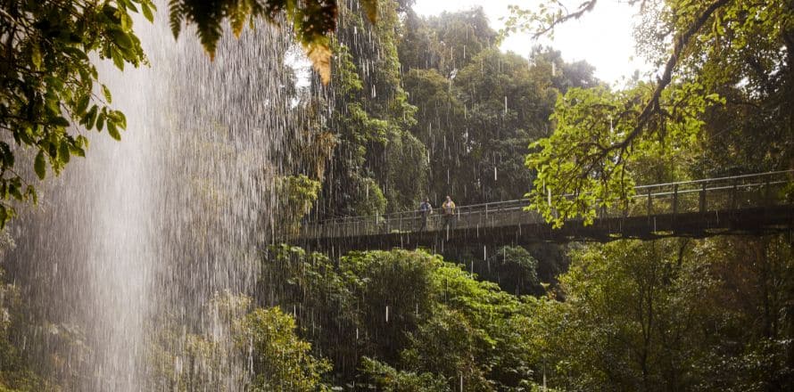 Coffs-Harbour-Dorrigo-National-Park