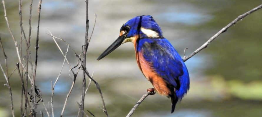 NT Kakadu