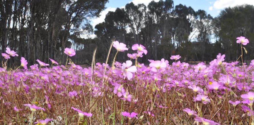 Western Australia’s Wildflower Country