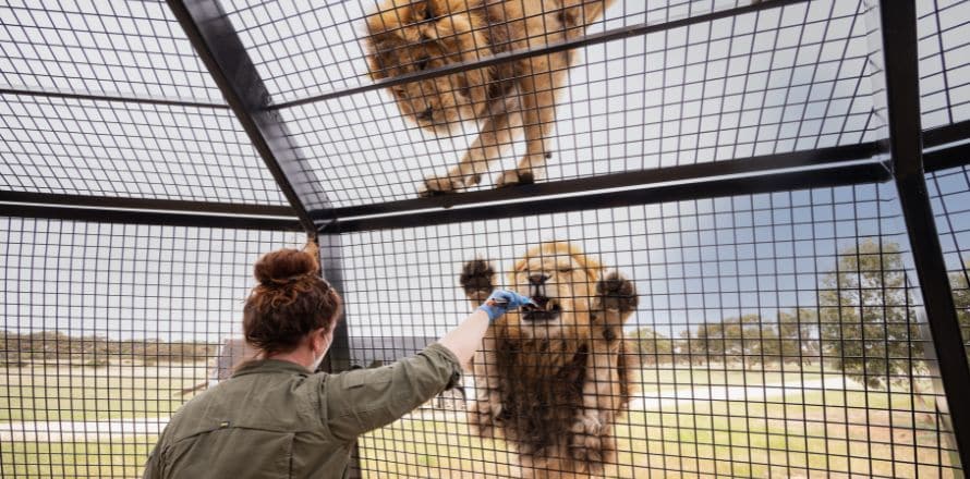 Explore the Monarto Safari Park