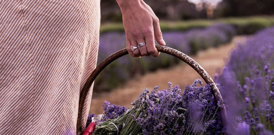 Explore the Lavender Federation Trail