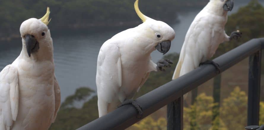 Bird Watching Spot Feathery Friends Everywhere