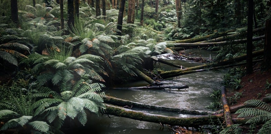 Great Otway National Park, Victoria