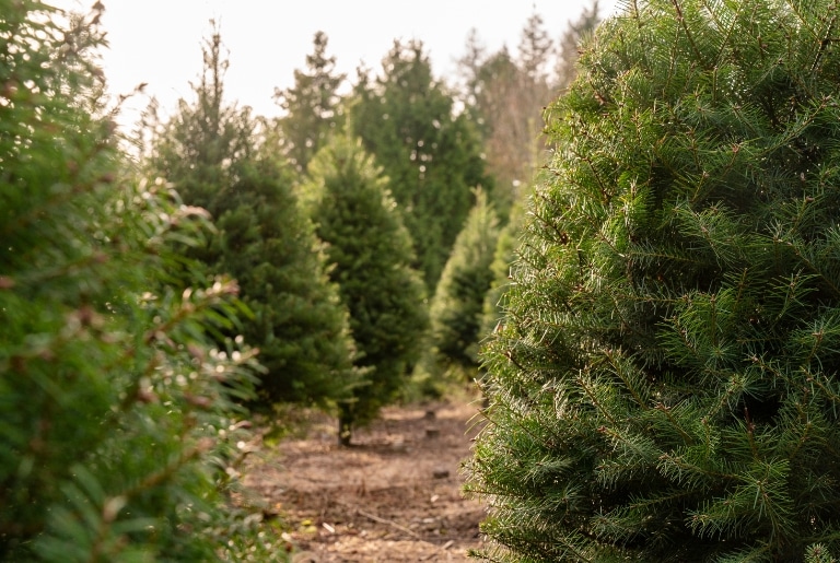 Best Christmas Tree Farms for a Holiday Road Trip in AU