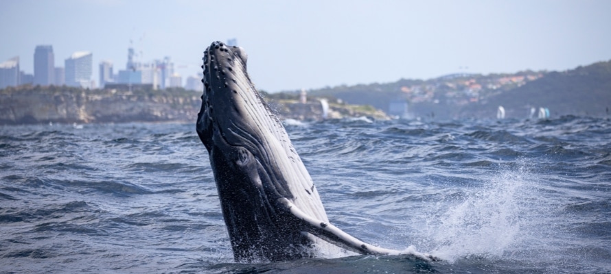 Whale Watching