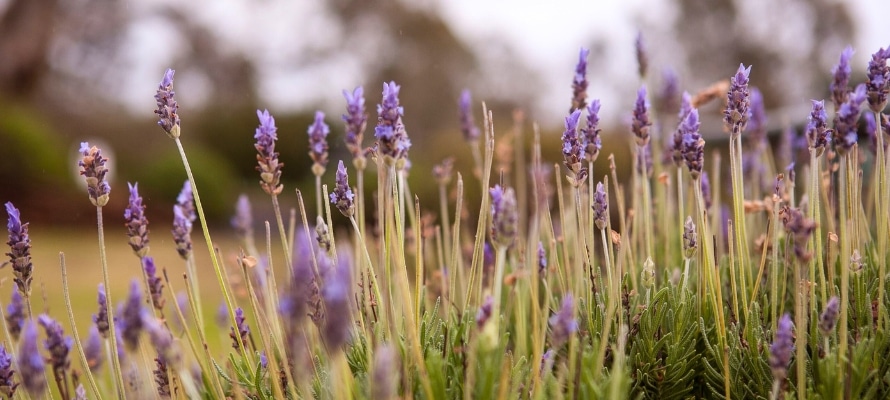 Barossa Valley