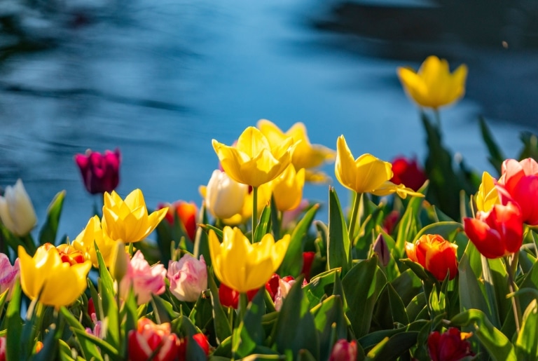 Australia Spring Feature 10 Must-See Spring Destinations by Motorhome