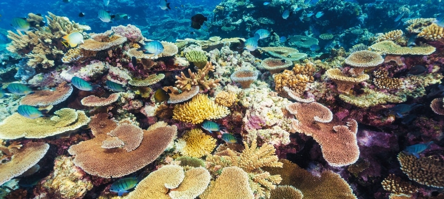Coral Spawning