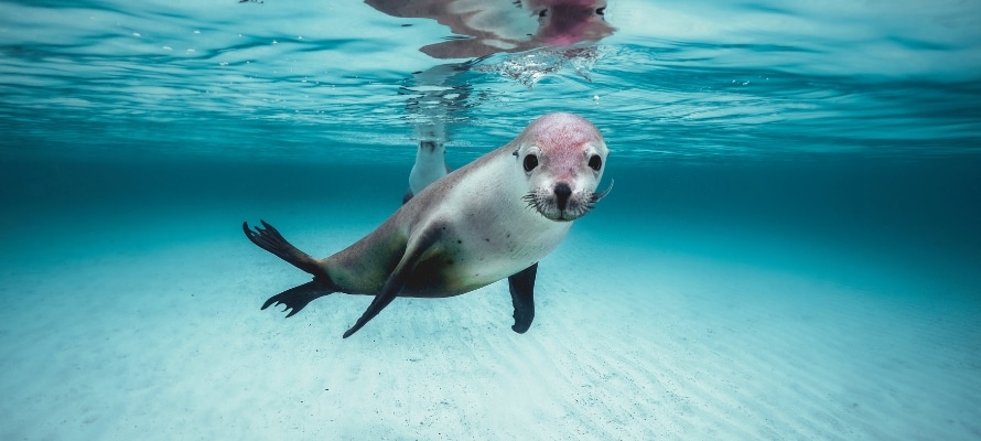 Swimming