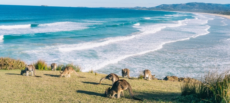 Kangaroos at Emerald Beach