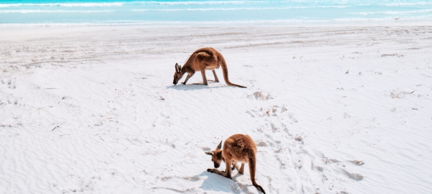 Lucky Bay Kangaroos