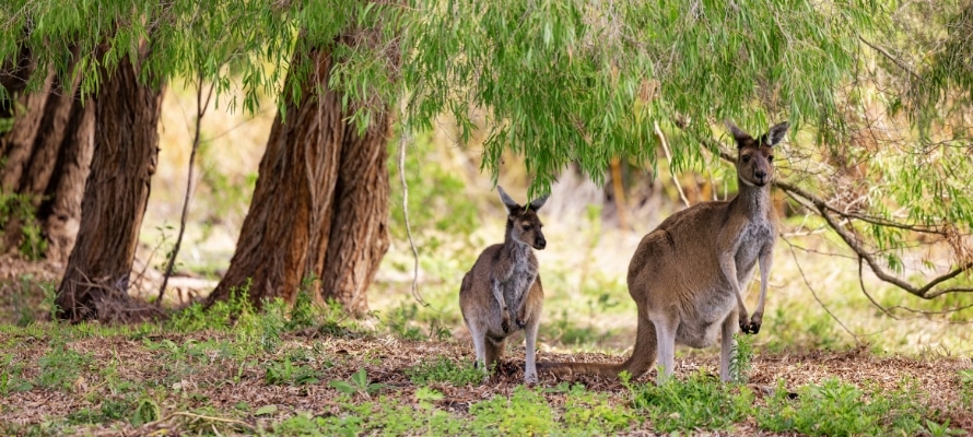 Kangaroos in Yanchep