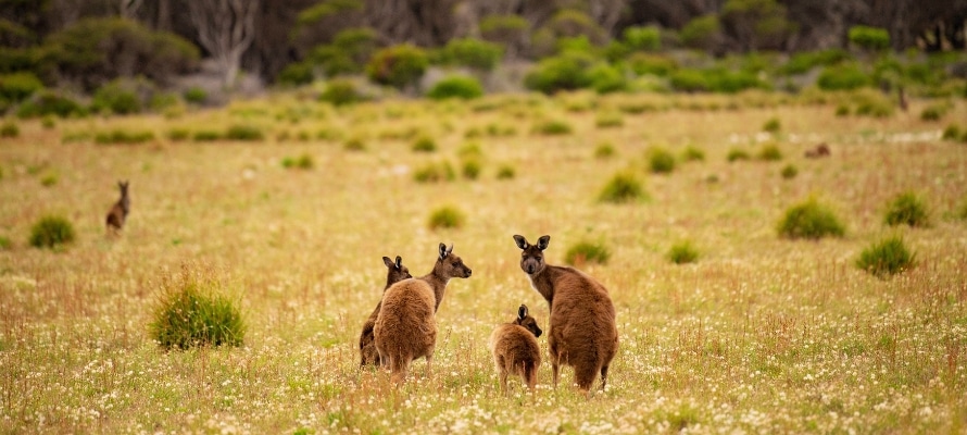 Kangaroo Island