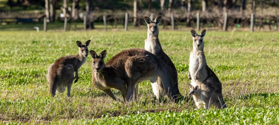 Kangaroos at the vineyards