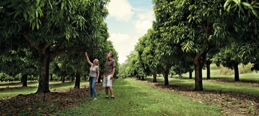 Mango Farm