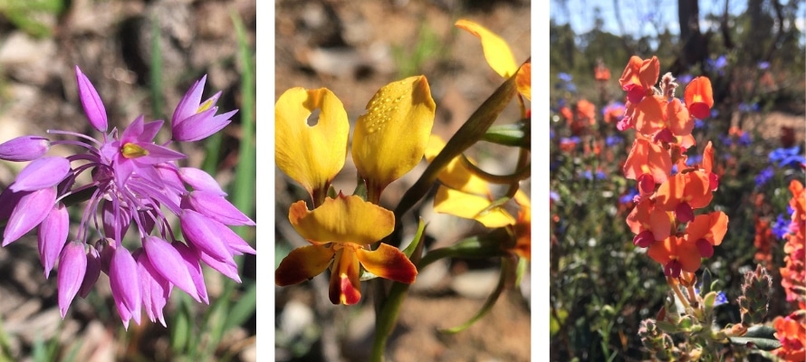 WA Wildflowers