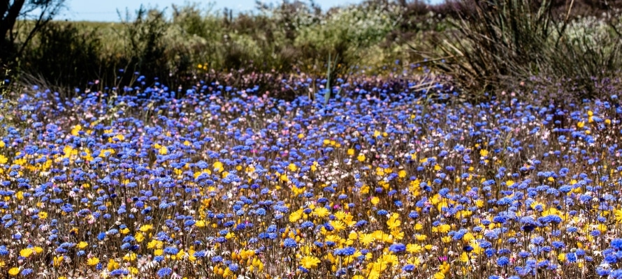 WA Wildflowers