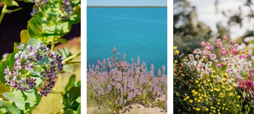WA Wildflowers