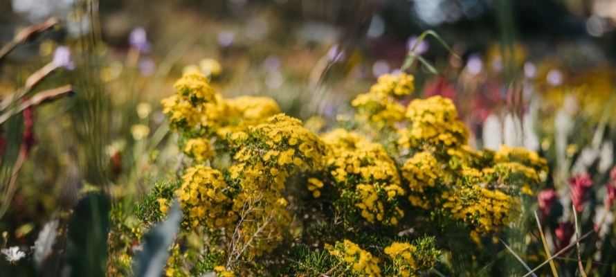 WA Wildflowers