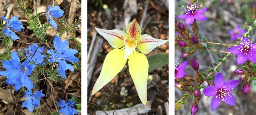 WA Wildflowers