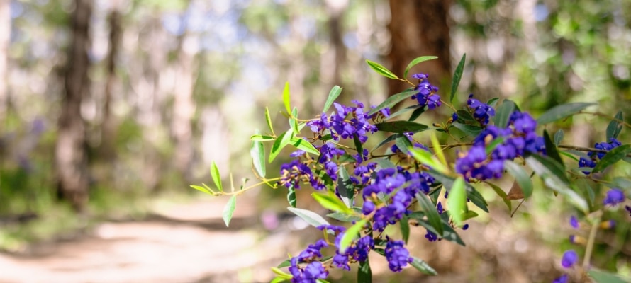 WA Wildflowers