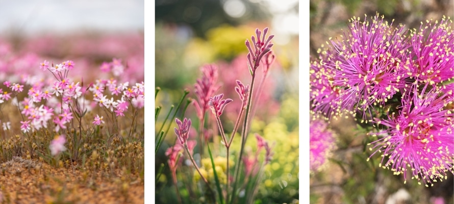 WA Wildflowers