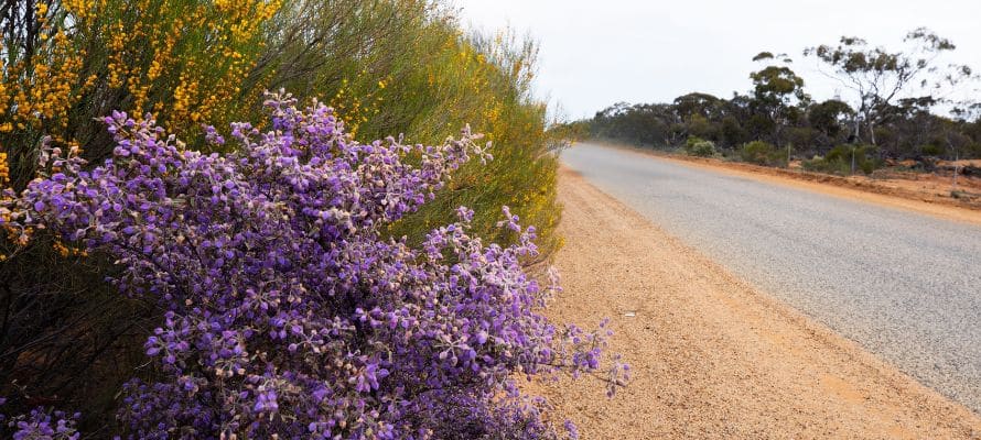 WA Wildflowers Intro