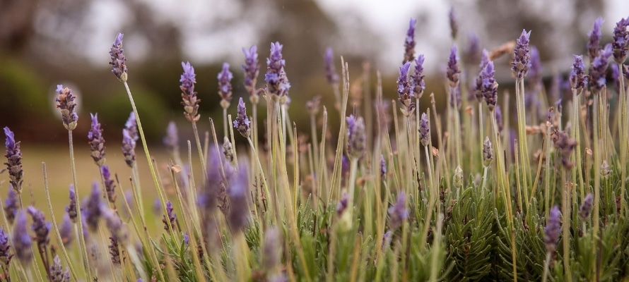 Lavender